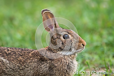 Eastern Cottontail Rabbit resting side profile closeup portrait Stock Photo