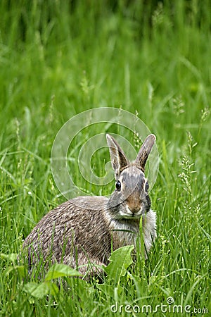 The Eastern Cottontail (Sylvilagus floridanus) Stock Photo