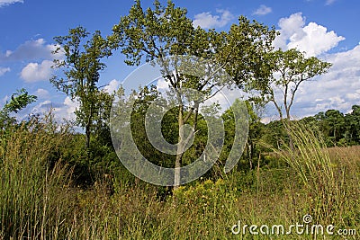 Eastern Cottonwood Tree 810300 Stock Photo