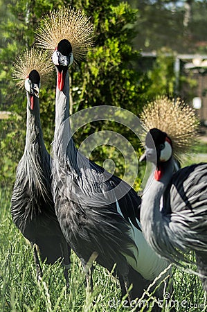 Eastern crowned crane in a Russian zoo. Stock Photo