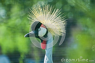 Eastern crowned crane in a Russian zoo. Stock Photo