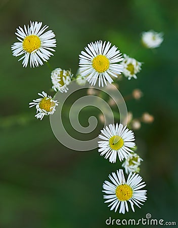 Eastern Daisy Fleabane in bloom Stock Photo