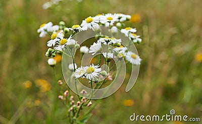 Eastern Daisy Fleabane blooming in a field Stock Photo