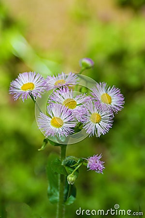 Eastern Daisy Fleabane, Erigeron annuus Stock Photo