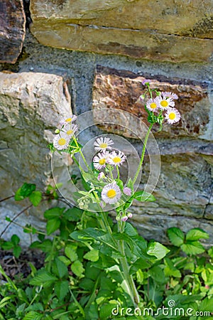 Eastern Daisy Fleabane, Erigeron annuus Stock Photo