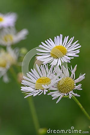 Annual fleabane Erigeron annuus, white flowers with a yellow center in close-up Stock Photo