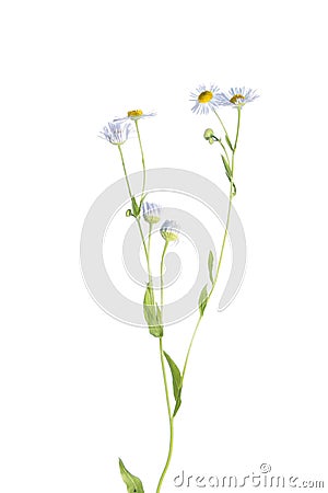 Eastern daisy fleabane (Erigeron annuus) isolated on white Stock Photo