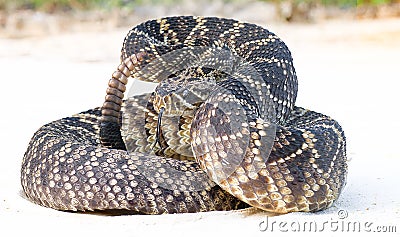 Eastern diamondback rattle snake (crotalus adamanteus) on country road Stock Photo