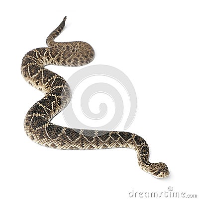 Eastern diamondback rattlesnake Stock Photo