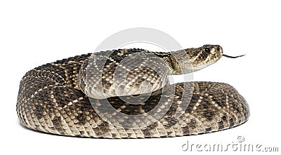 Eastern diamondback rattlesnake Stock Photo