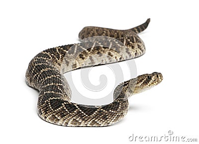 eastern diamondback rattlesnake - Crotalus adamanteus , poisonous, white background Stock Photo