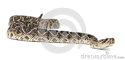 Eastern diamondback rattlesnake - Crotalus adamanteus , poisonous Stock Photo