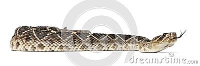 Eastern diamondback rattlesnake - Crotalus adamanteus , poisonous Stock Photo