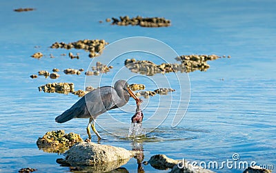 Eastern egret, grey morph version standing on coral with dead baby bird Stock Photo