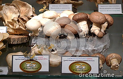 Eastern Europe Croatia Zagreb Mushroom Museum Mycology Nature Plants Poison Species Freeze-dried Mushrooms Collection Editorial Stock Photo