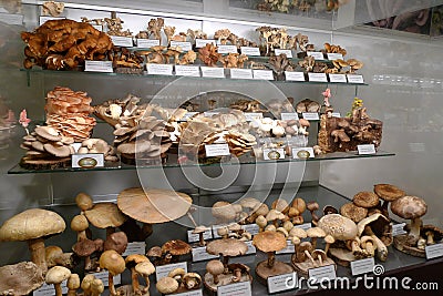 Eastern Europe Croatia Zagreb Mushroom Museum Mycology Nature Plants Poison Species Freeze-dried Mushrooms Collection Editorial Stock Photo