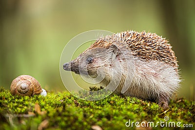 Eastern European Hedgehog Stock Photo