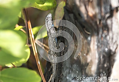 Eastern Fence Lizard in the Okefenokee Swamp Stock Photo