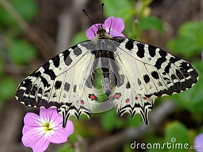 Eastern Festoon butterfly on a flower Stock Photo