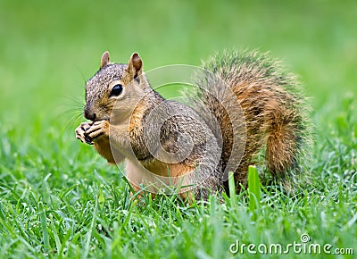 Eastern Fox squirrel (Sciurus niger) Stock Photo