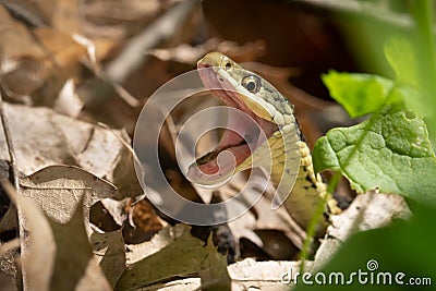 Eastern Garter Snake Hunting For Prey Stock Photo