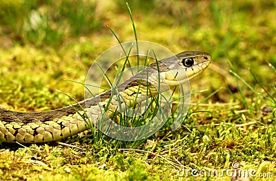 Eastern Garter Snake Stock Photo