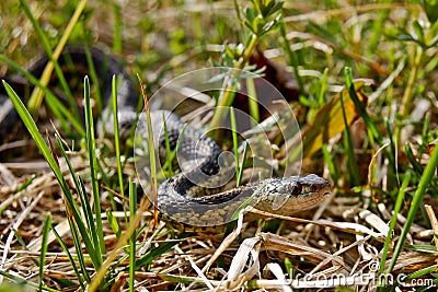 Eastern Garter Snake (Thamnophis sauritus) Stock Photo