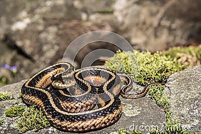 Eastern Garter Snake (Thamnophis sauritus) Stock Photo