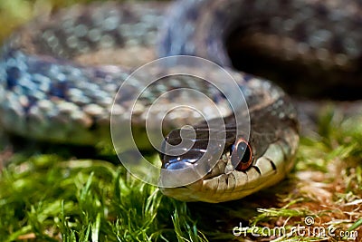 Eastern Garter Snake (Thamnophis sauritus) Stock Photo