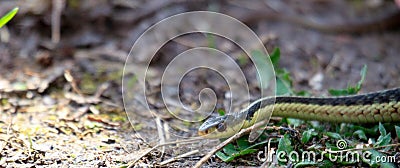 Eastern Garter snake & x28;T. s. parietalis& x29; photographed in Ontario Canada Stock Photo