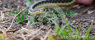 Eastern Garter snake & x28;T. s. parietalis& x29; photographed in Ontario Canada Stock Photo