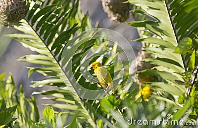 Eastern Golden Weaver, Zanzibar, Tanzania Stock Photo