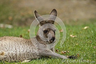 Eastern Gray Kangaroo Stock Photo