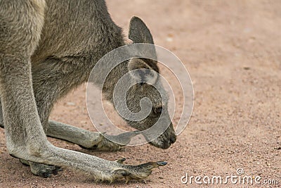Eastern Gray Kangaroon Up Close Stock Photo