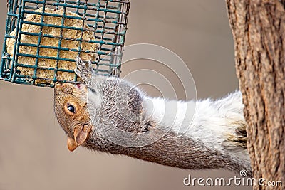 Eastern Gray Squirrel Stock Photo