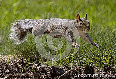 Eastern Gray Squirrel Takes a Leap Stock Photo