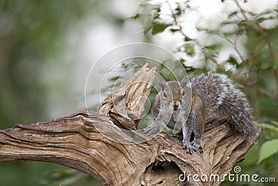 A friendly backyard squirrel on a wooden tree stump Stock Photo