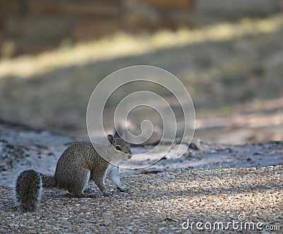 A Eastern Gray Squirrel Sciurus Carolinensis looking for food at Philippe Park on Tampa bay in Safety Harbor, Florida Stock Photo