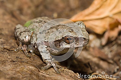 Eastern Gray Tree Frog Stock Photo