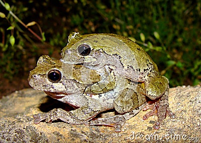 Eastern Gray Treefrogs, Hyla versicolor, mating Stock Photo