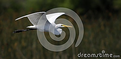 Eastern Great Egret Stock Photo