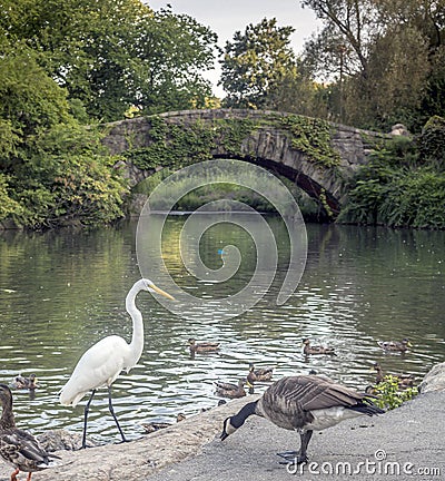 Eastern great egret,Ardea alba modesta Stock Photo