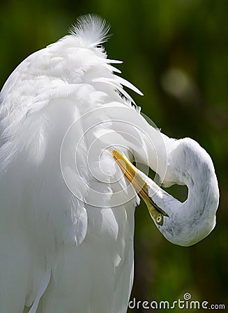 Eastern great egret cleaning feathers close up. Stock Photo