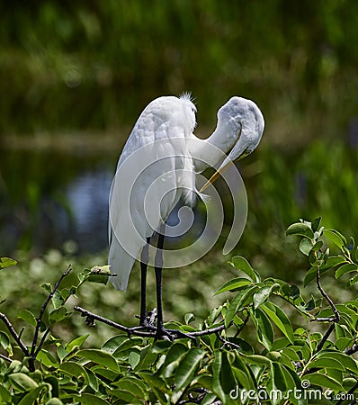 Eastern great egret cleaning feathers Stock Photo