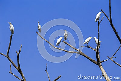 Eastern great egret Stock Photo