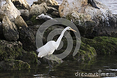 Eastern great egret white heron hunting in the water Stock Photo