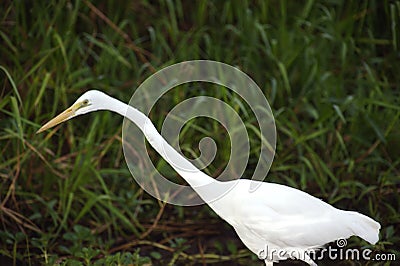 Eastern Great Egret, Yellow River, Australia Stock Photo