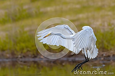 Eastern Great White Egret Stock Photo