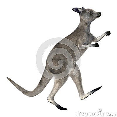 Eastern Grey Kangaroo Stock Photo