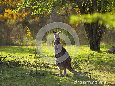 Eastern Grey Kangaroo with Joey Australian wildlife Stock Photo